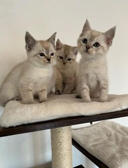 BKH kitten - Aachen
