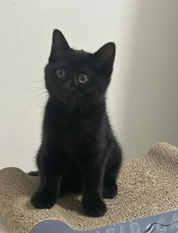 Britisch Kurzhaar Mix Kitten – verspielt & verschmust, abzugeben - Kerpen (Kolpingstadt)