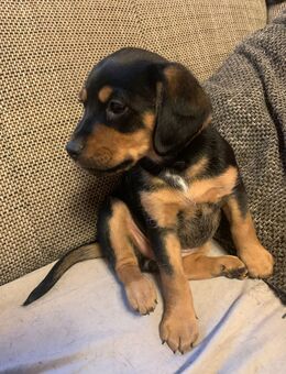 Hunde Welpen 4 stück - Walkendorf