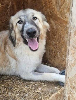 Liesa- liebevolle Hundedame sucht dich ❤ - München