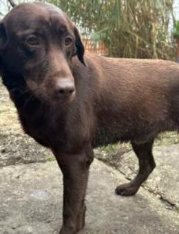 Borisz wartet auf sein Glück - Nordwalde