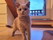 Britisch Kurzhaar Kitten - Holle