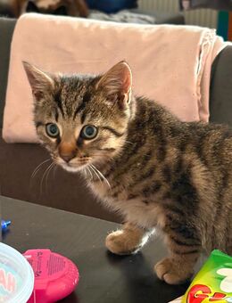 Kätzchen in gute Hände abzugeben - Trossingen