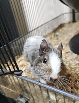 Zwei weibliche Degus - Hünfeld (Konrad-Zuse-Stadt) Zentrum