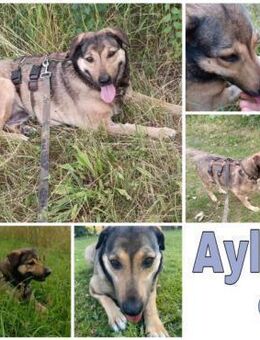 AYLA * ruhige, schüchterne Sie - Duisburg