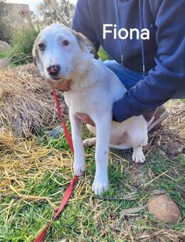 Kleine Fiona sucht ihr Körbchen - Kropp