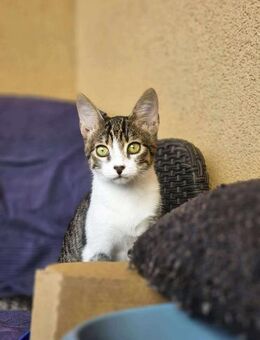 Flinker Kai sucht sein Zuhause - Margetshöchheim