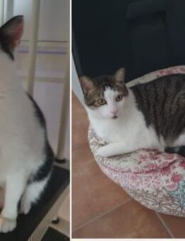 Unzertrennliche Schmuser Tom und Cispa - Aichwald