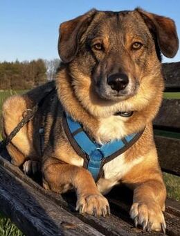 Rüde Shadow sucht Herzensmenschen - Neuhausen (Fildern)