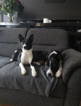 Basenji - Wolfenbüttel