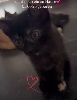 Süßer Kater zehn Wochen alt abzugeben - Emmendingen
