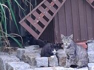 Katzen kitten mix - Haßbergen