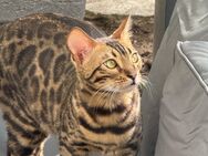 Sechs wunderschöne Bengal Blue BKH Kitten - Wuppertal