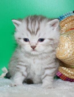 Das BESONDERE !! Britisch Kurzhaar Babys in Chocolate-Silver-Tabby u. Cinnamon-silver-Tabby !! - Köln