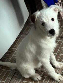 SHINZA sucht Zuhause - München