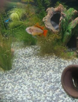 Kakadubuntbarsch Fische Aquarium - Zahna-Elster Zentrum