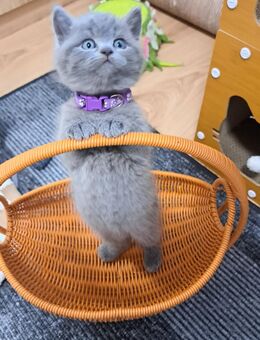 Bkh kitten reinrassige kurzhaar. - Osnabrück