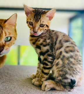 🐾 Mini-Leoparden auf der Suche nach ihrem Königreich – Bengal-Kitten ab sofort bereit zum Auszug! 🐆