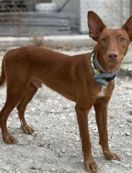 Sardino- verspielter Podenco - Bad Camberg