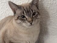 Kater sucht Zuhause - Freisen