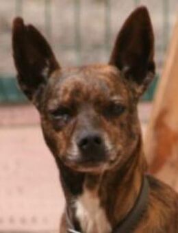 WINSTON - tooooller Anfängerhund 💖 - Neudenau
