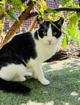 🐾 Sanfte Katze Nora sucht Liebe 🐾 - Eislingen (Fils)