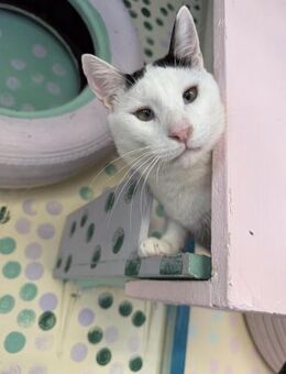 Timo aus dem Tierschutz - Grevenbroich
