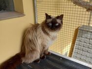 Ragdoll-Katzen - Altenpleen