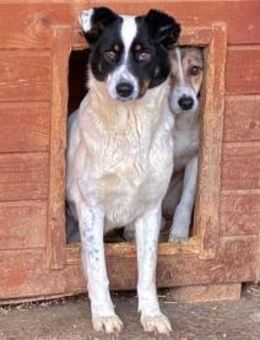 Strolchi - Pflegestelle oder Zuhause ges - Oberwies