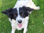 Bonnie ❤️ Schutzgebühr 500 Euro - Burgsinn