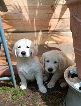 Golden Retriever - Bersenbrück