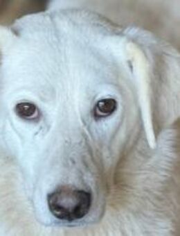 Meggie mit dem traurigen Blick 🐾 - Elsdorf (Nordrhein-Westfalen)