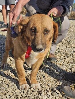 Barney möchte gerne seine Familie finden - Mannheim