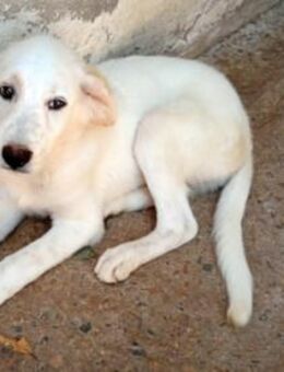 Möchten Sie Paco bei sich aufnehmen? - Neuss