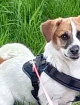 Tolle kleine Mona wartet auf Sie! - Bad Bevensen