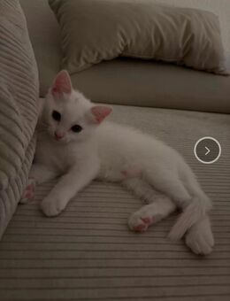 Ragdoll-Mix Kitten, 12 Wochen - Osnabrück Zentrum