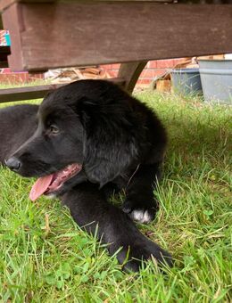 Welpen: Toller x Hovawart x Border Collie Mischlinge - Großenkneten