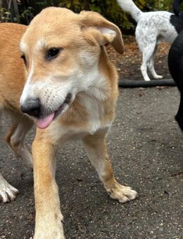 Anhänglich + voller Lebensfreude ALEXA♥️ - München
