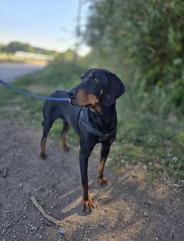 Lassi Ludogorsko (bulgarischer Laufhund) Hündin - Herne