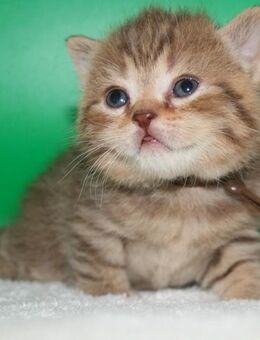 Das BESONDERE !! Britisch Kurzhaar Babys in Chocolate-Tabby u. Cinnamon Tabby !! - Köln