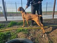 HUNTER auf seinem Weg ins Glück - Bissingen