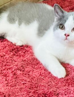 Süße Bkh Britisch Kurzhaar Kitten,tragen odd eyed - Gotha