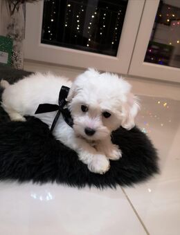 Malteser welpen - Mömlingen