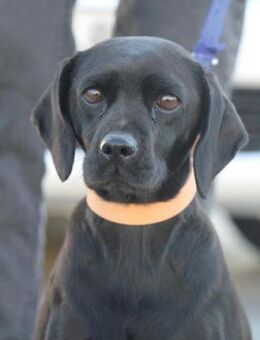 Tanita (40 cm) hat man sofort lieb! - Karben