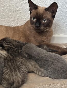 Bkh kitten ab oktober - Vechta Zentrum
