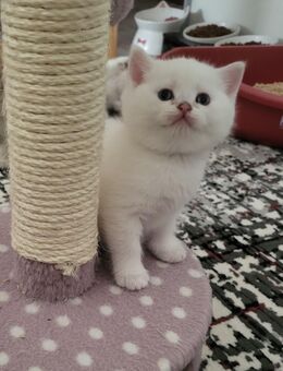 BKH kitten mit Stammbaum - Bonn