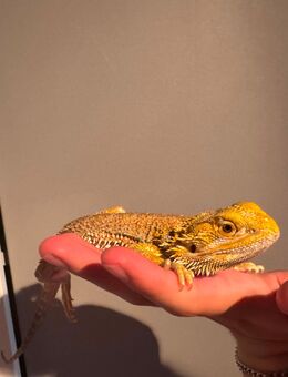 Bartagame Männlich 1,5 Jahre Menschenfreund - Helmstedt