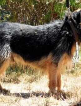 JIMBO - Senior mit Temperament - Overath