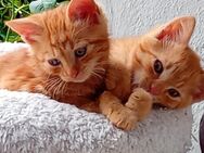 Katzenbabys. Rote Katzen.Babykatzen.Rot - Engen