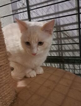 Tauriel sucht ein neues Zuhause - Hirschfeld (Hunsrück)